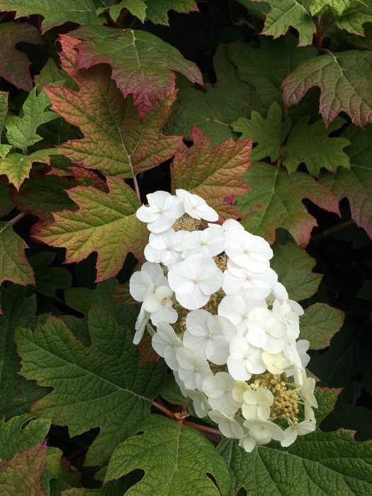 Oak leaf hydrangea