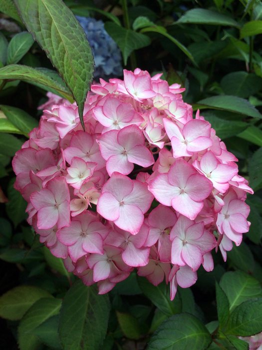 Hydrangea with pink picotee edge against pale background colour