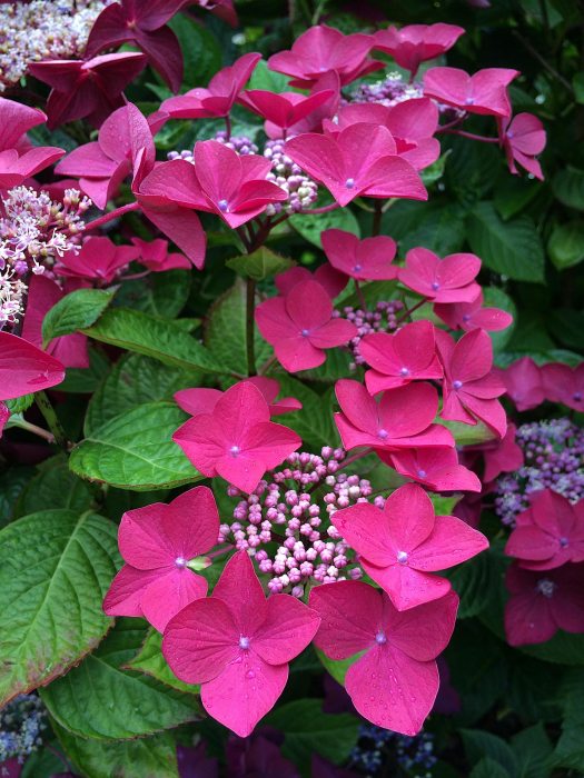 Pink lacecap hydrangea with closed centre buds