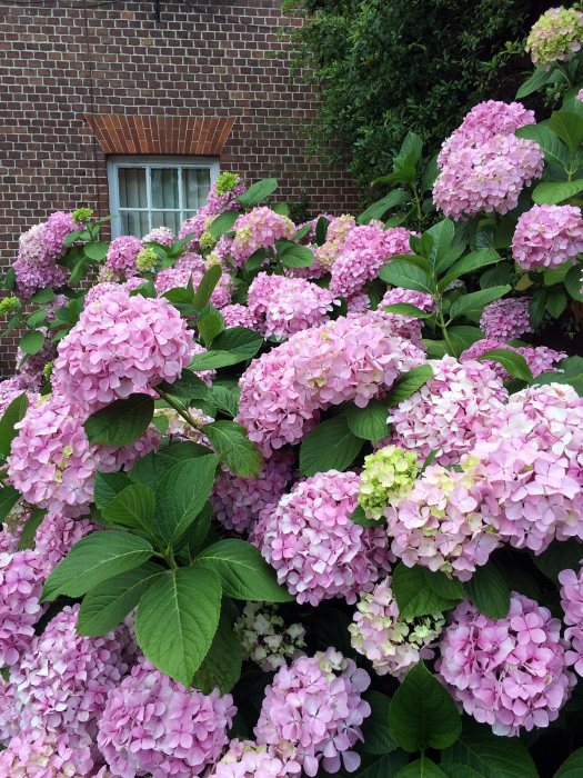 Pink mophead hydrangea