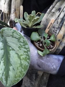 Lady carrying plants