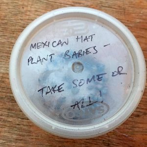 Mexican Hat Plant Babies (seeds)