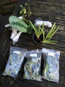 Houseplant cuttings and divisions