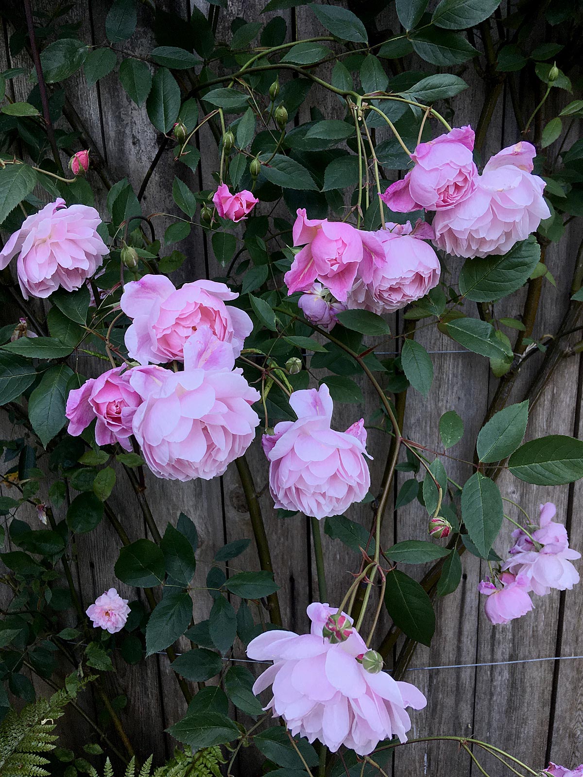 Tumbling Roses Pink Climbing Rose: An Exercise – Susan Rushton