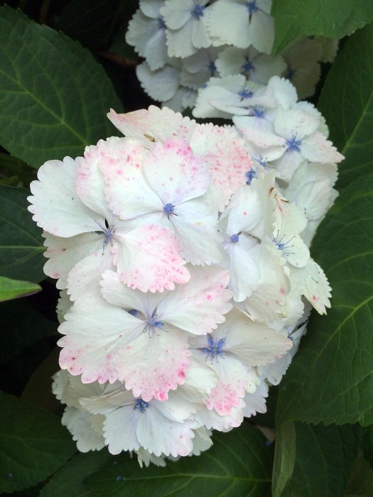 White mophead hydrangea, speckled pink, with blue centers