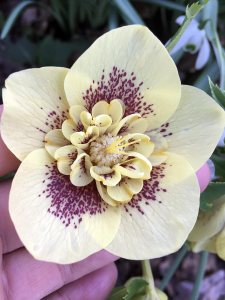 Yellow anemone centered hellebore with maroon spotting
