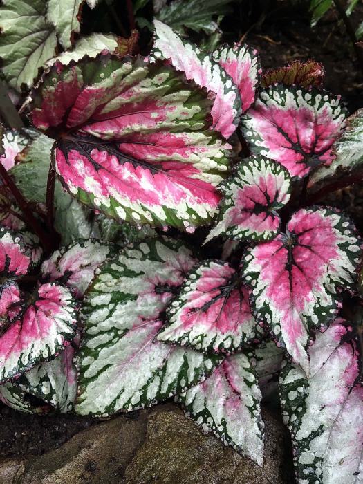 Red, green and silver patterned begonia