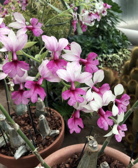 Pot of Calanthe orchids with pseudobulbs