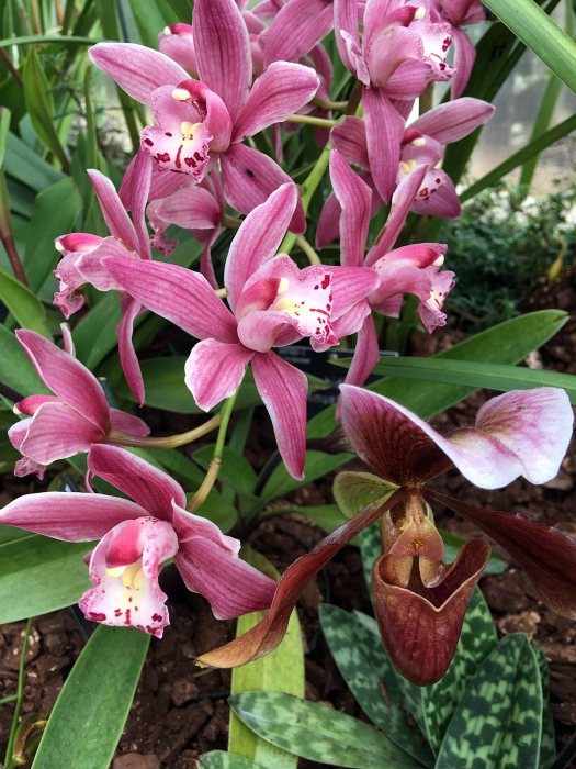 Pink boat orchids with a slipper orchid