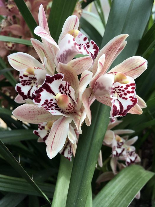 Pale Cymbidium orchid with darker splotches, spots and stripes
