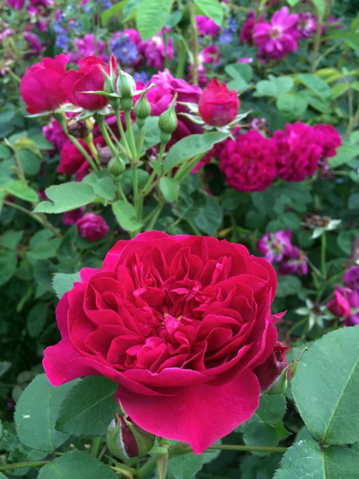 Rosa 'Darcey Bussell' - a crimson English rose