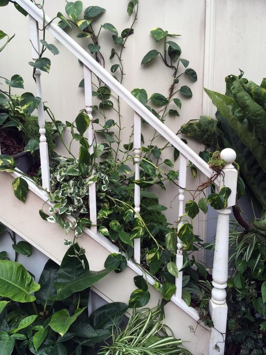 Staircase with white bannister and trailing vines