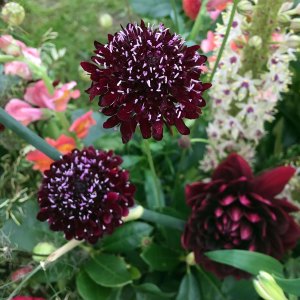 Black scabious on Petals & Twig's display at Southport Flower Show