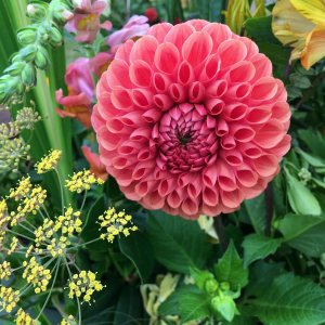 Flower arrangement with dahlia