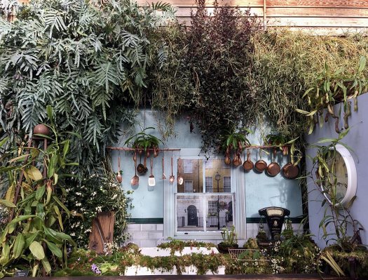 Giant Houseplant Takeover kitchen overgrown with plants
