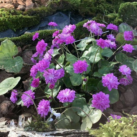 Double hepatica