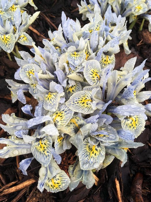 Dwarf winter iris with blue stripes and spots on a yellow fall