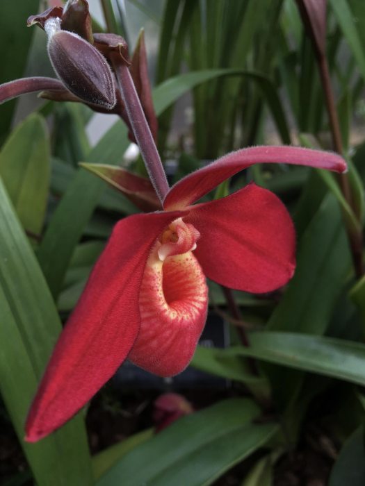 Red Phragmipedium La Hougette gx at Wisley