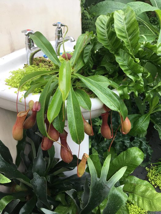 A white pedestal sink filled with plants