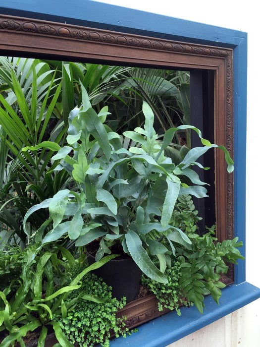 Plants inside a picture frame on a windowsill