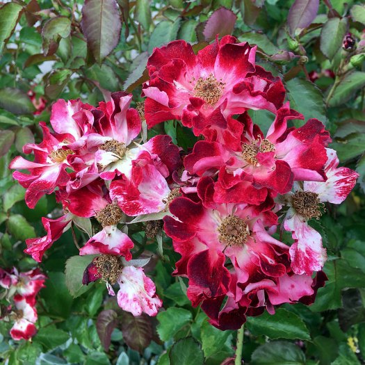 Shrub roses with red splashed flowers