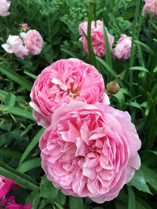 Rosa 'Boscobel' - a pink English rose