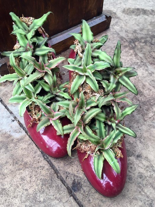 Red shoes planted with bromeliads