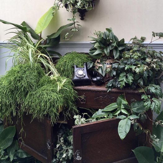 Telephone stand at the Giant Houseplant Takeover