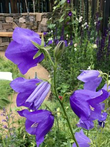 Campanula persicifolia in the Mandala Mindfulness Garden