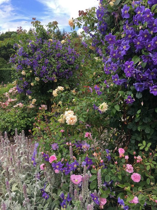 Clematis 'Perle d'Azur' in a rose garden
