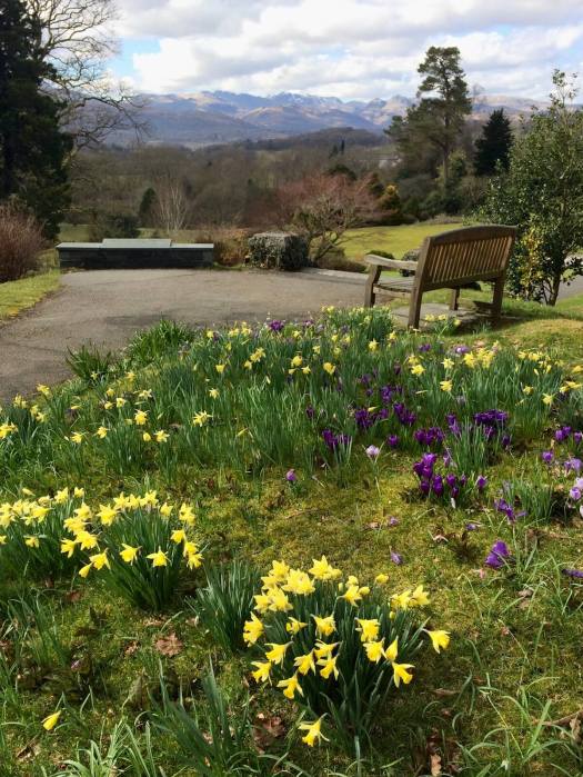 Bench among daffodils facing towards distant mountains