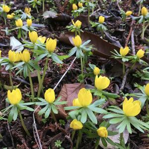 Eranthis hyemalis - yellow flower with ruff of green leaves