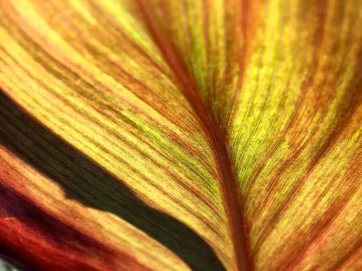 Backlight leaf turned to copper and gold