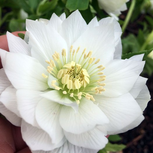 Hellebore double white