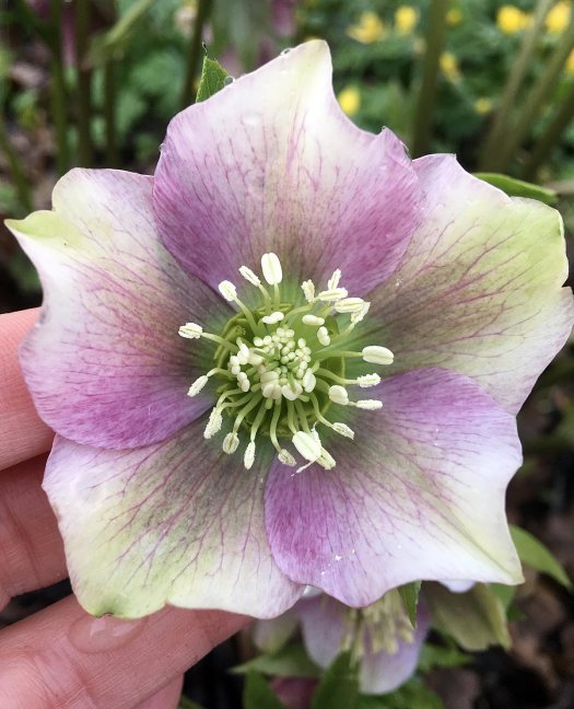 Patterned pink hellebore, close up