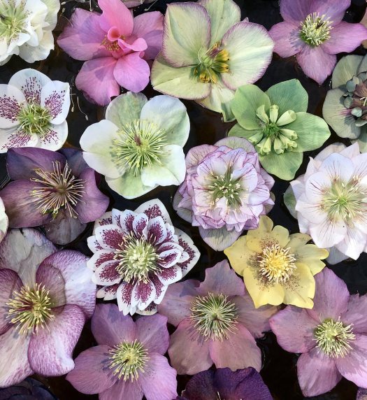 Hellebore flowers of different colours and one camellia