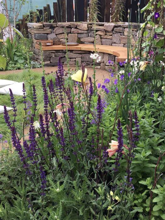Salvia nemorosa 'Caradonna' in the Mandala Mindfulness Garden
