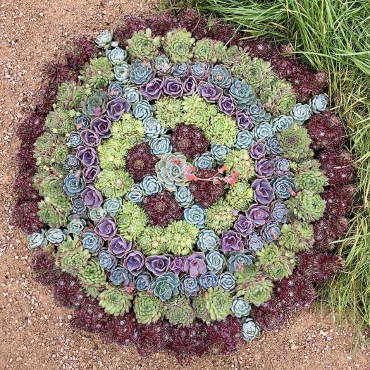 Overhead view of hens and chicks mandala