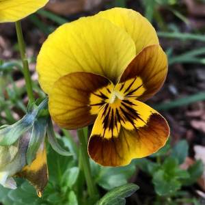 Yellow and brown pansy
