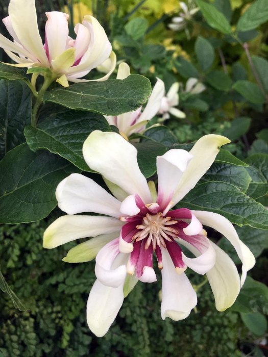 Calycanthus 'Venus' - flower with strappy petals and maroon centre