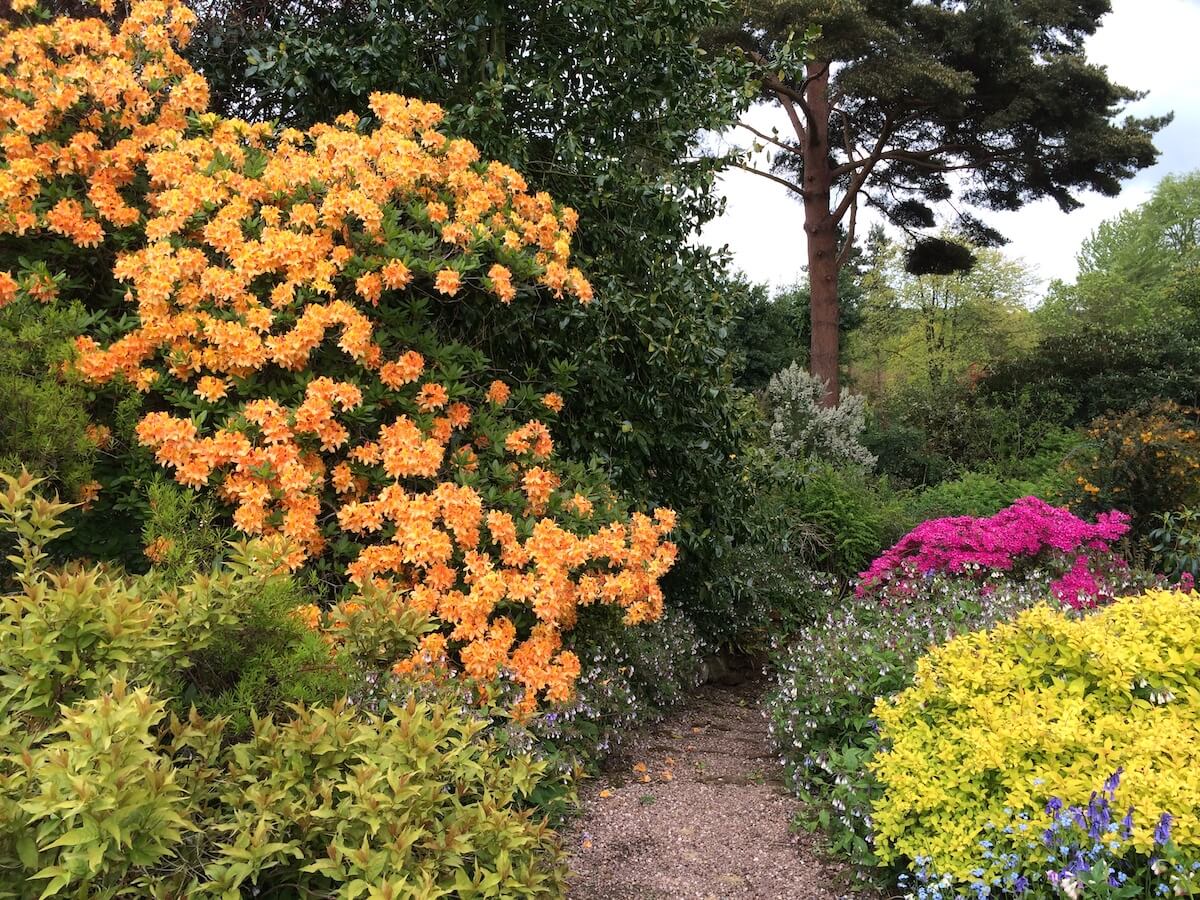 Azaleas In Flower – Susan Rushton