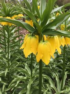 Fritillaria imperialis Lutea - yellow crown imperial