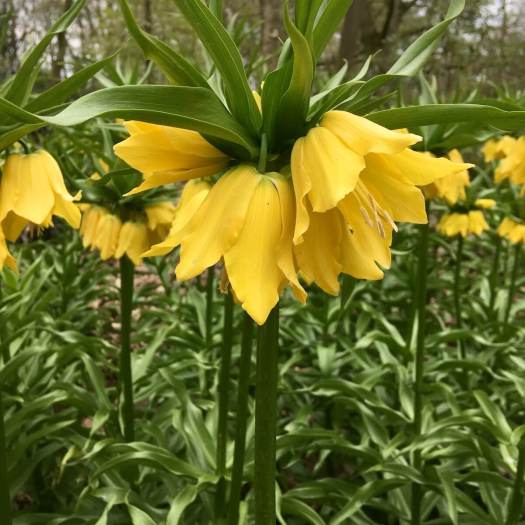 Fritillaria imperialis yellow