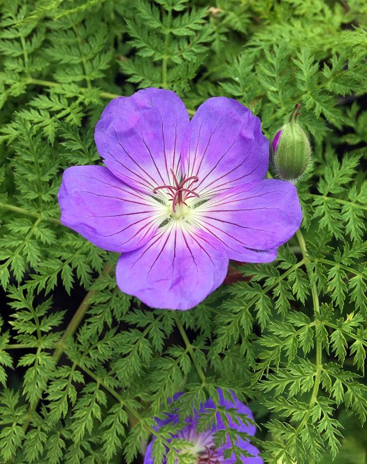 Hardy geranium growing through a fern