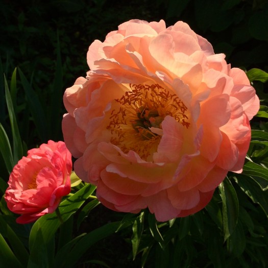 Peachy apricot peony