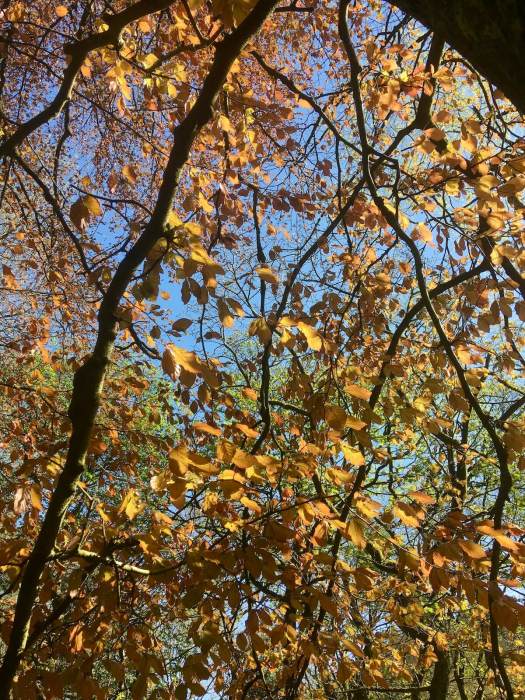 Tree canopy with leaves that look bronze backlighted