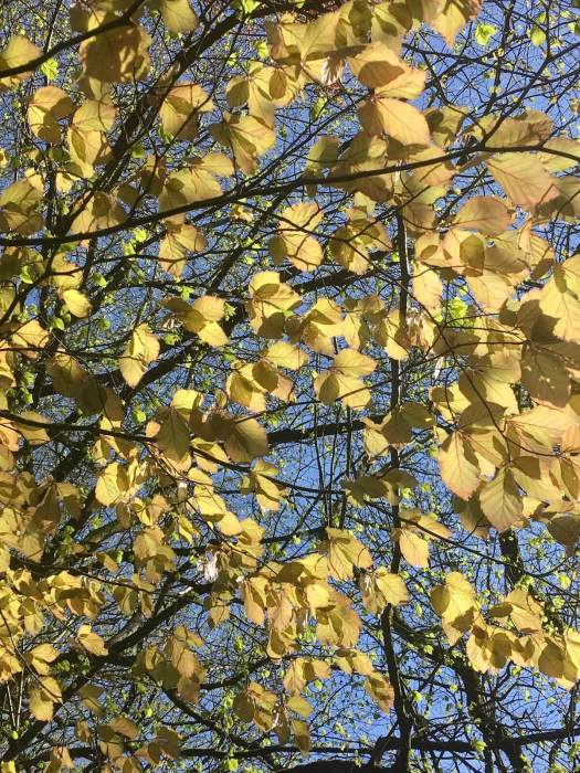 Spring beech tree canopy with golden leaves