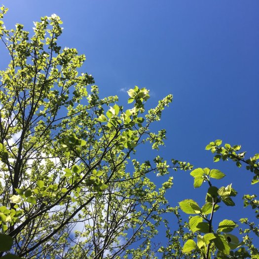 Tree with backlit green leaves against a blue sky