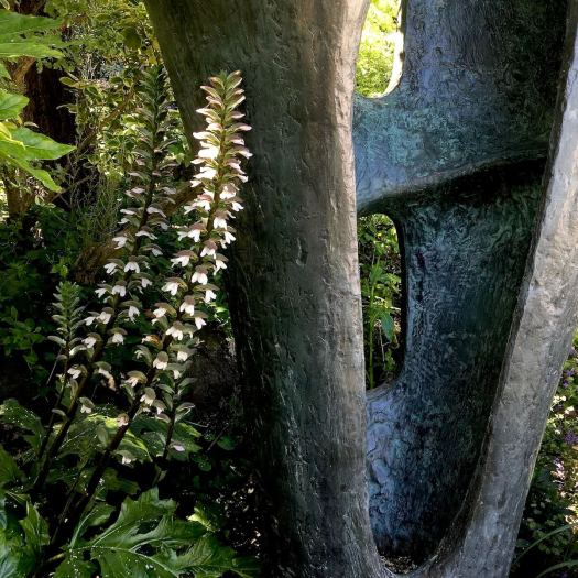 Acanthus mollis with Barbara Hepworth bronze