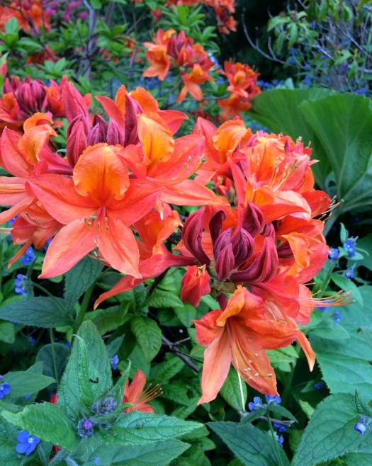 Orange azalea and green alkanet